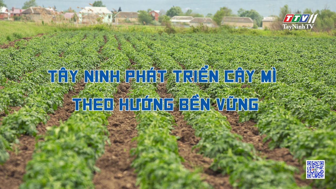 Tây Ninh phát triển cây mì theo hướng bền vững | Nông nghiệp Tây Ninh | TayNinhTV